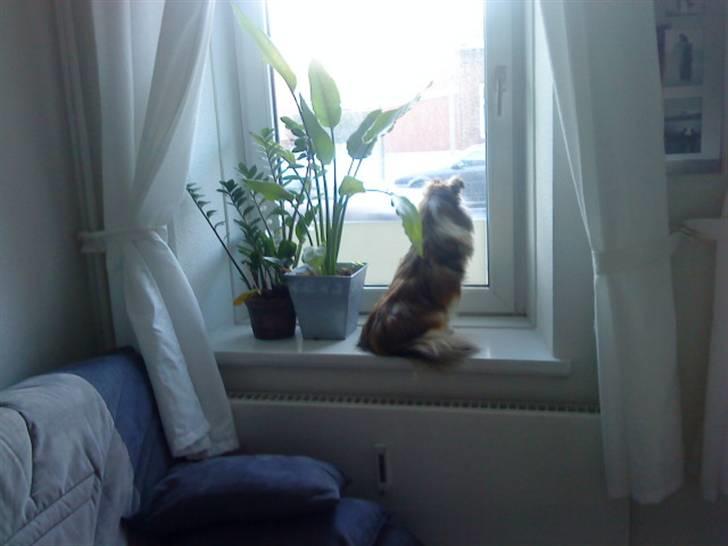 Shetland sheepdog queenie - Queenie er ved at lære hvad biler er på sikker afstand billede 2