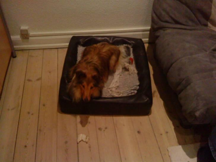 Shetland sheepdog queenie - Queenis har fundet sin kurv, og tager sin første middagslur billede 3