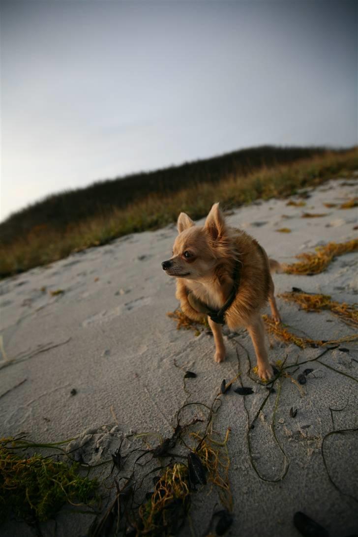 Chihuahua Fifi billede 3