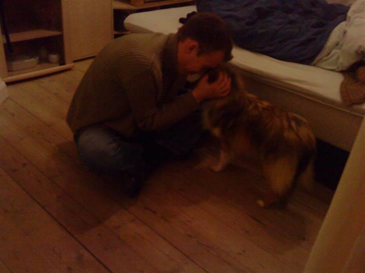 Shetland sheepdog queenie - Queenie og kæresten bliver gode venner billede 4