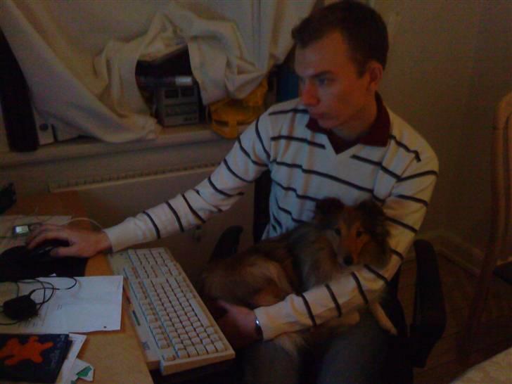 Shetland sheepdog queenie - Og så kan man os putte hos far billede 5