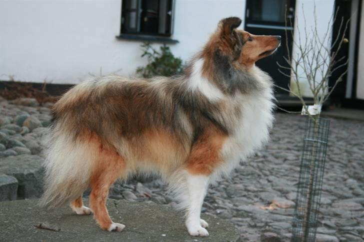 Shetland sheepdog queenie - billede taget inden vi hentede hende billede 6