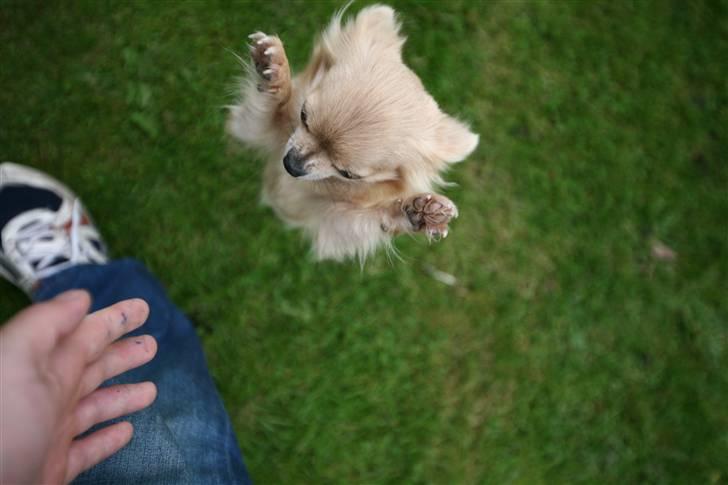 Chihuahua Fifi billede 4