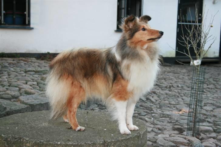 Shetland sheepdog queenie billede 7