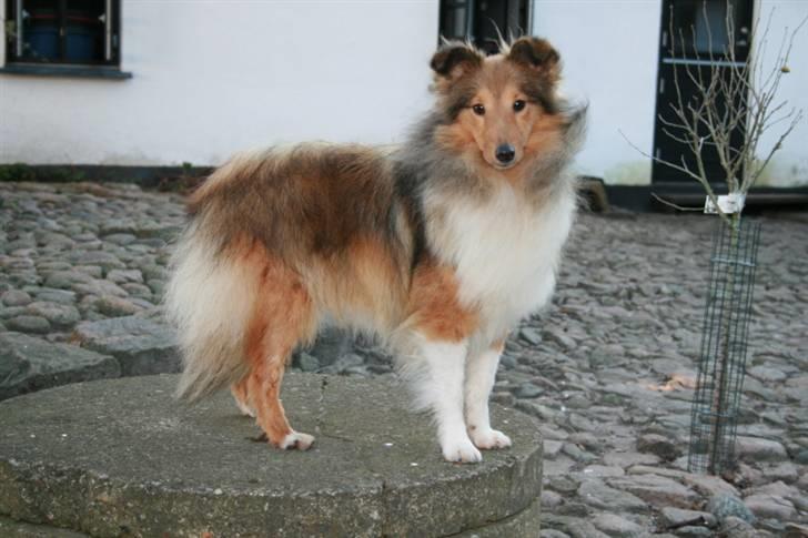Shetland sheepdog queenie billede 8