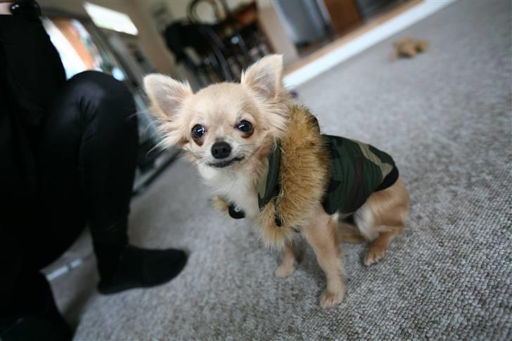 Chihuahua Fifi billede 5