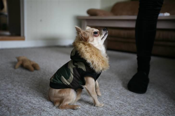 Chihuahua Fifi billede 6