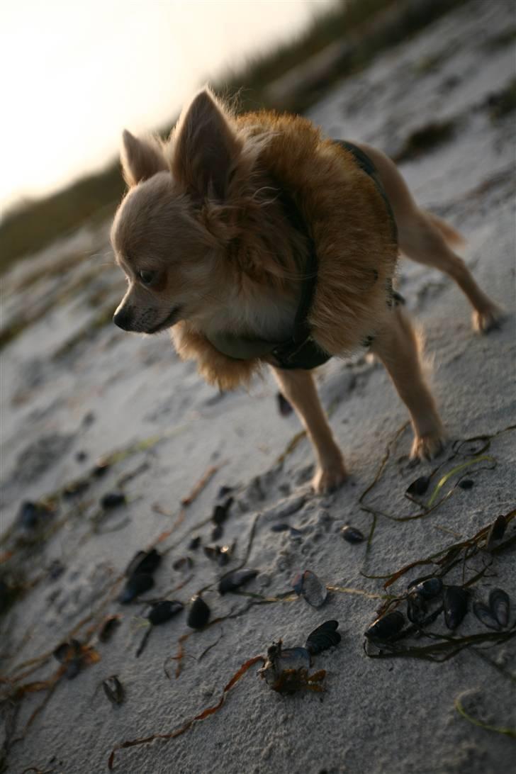 Chihuahua Fifi billede 7