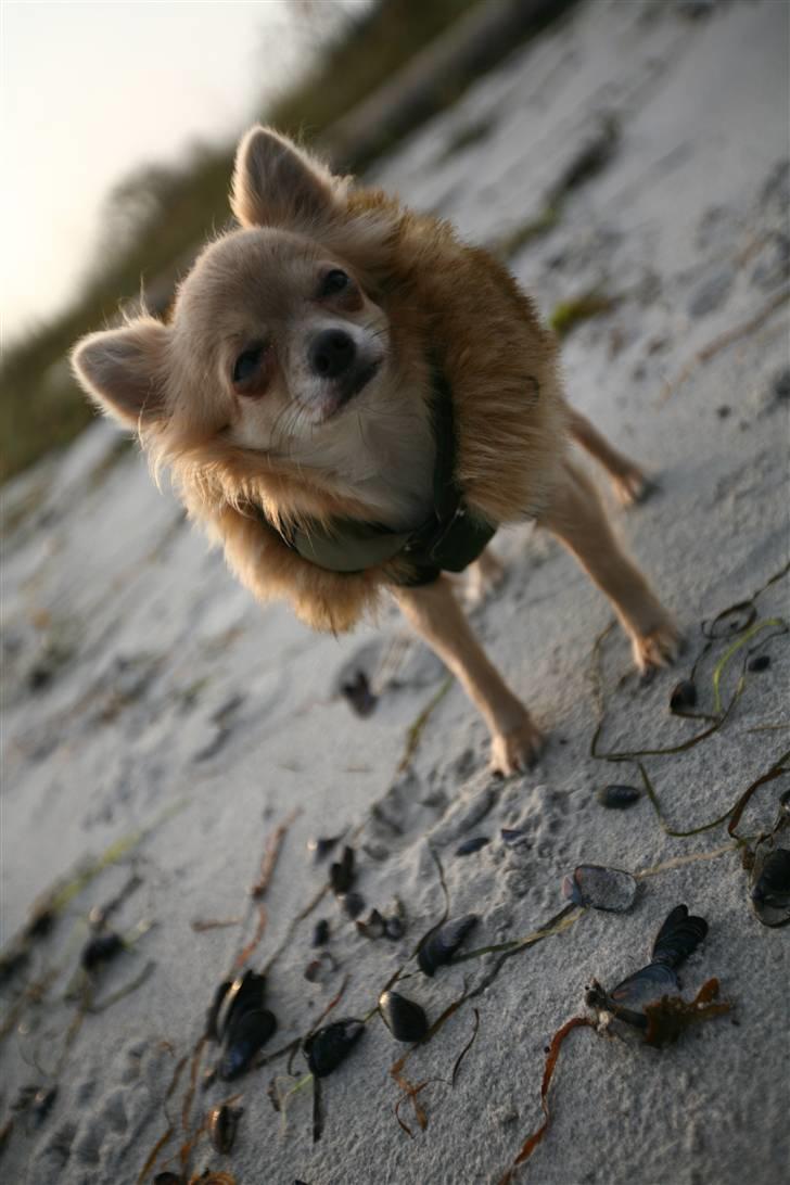 Chihuahua Fifi billede 8