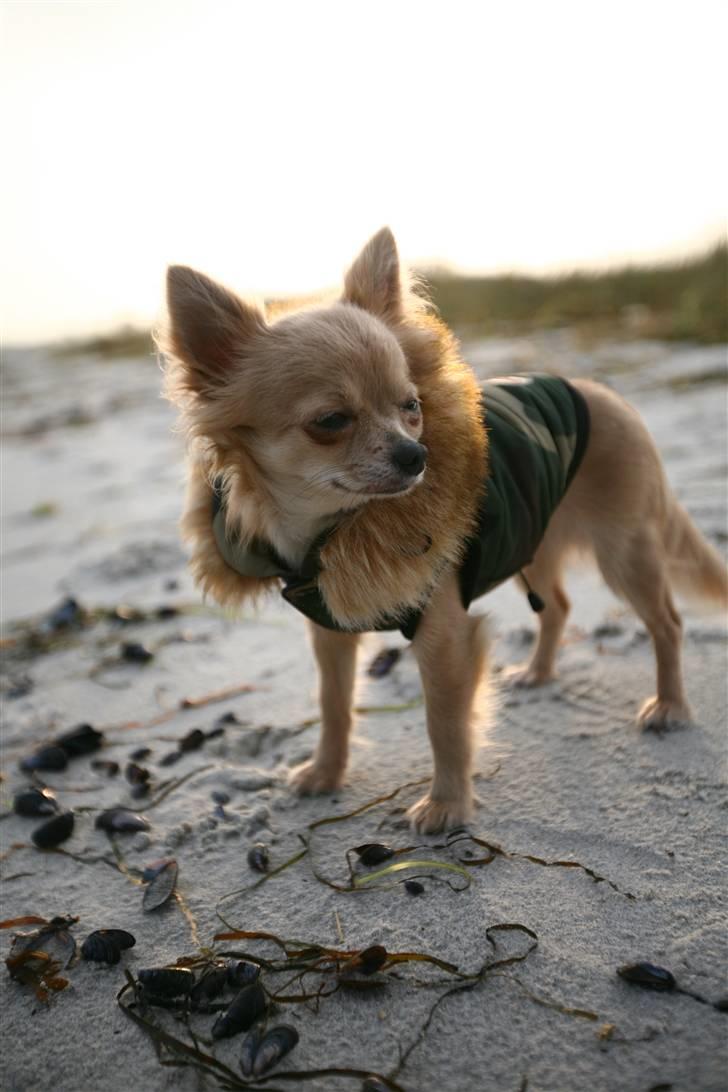 Chihuahua Fifi billede 9