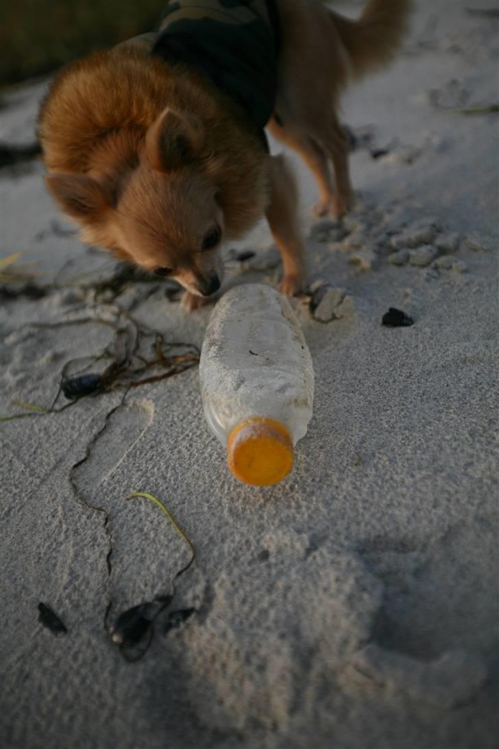 Chihuahua Fifi billede 10