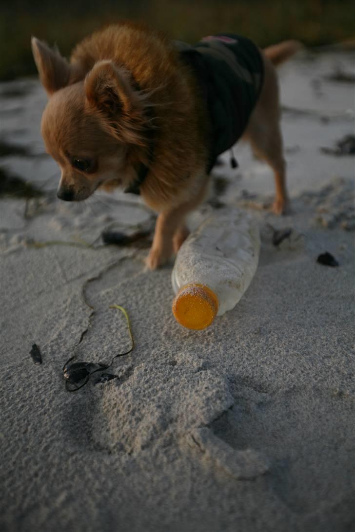 Chihuahua Fifi billede 11