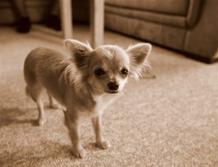 Chihuahua Fifi billede 12