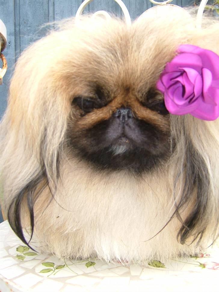 Pekingeser Buddha - Buddha 2 år billede 1