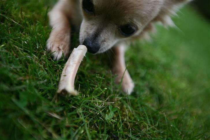 Chihuahua Fifi billede 13