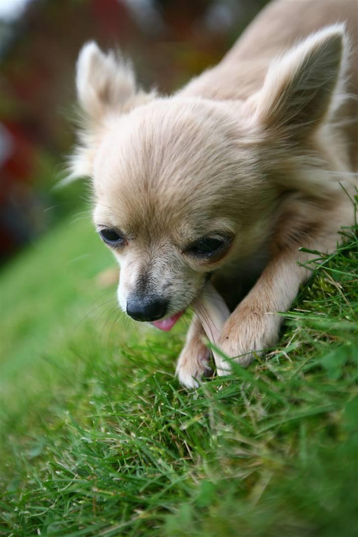 Chihuahua Fifi billede 14