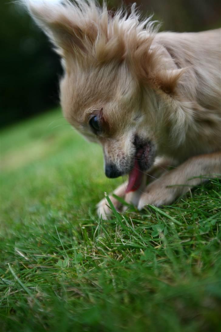 Chihuahua Fifi billede 15