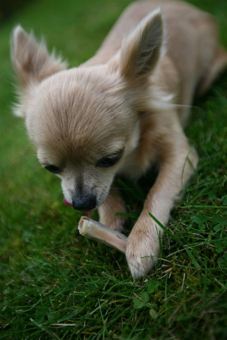 Chihuahua Fifi billede 16