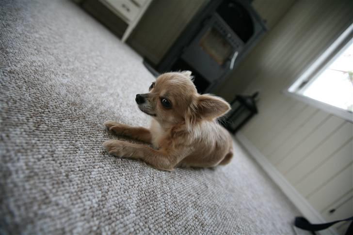 Chihuahua Fifi billede 17