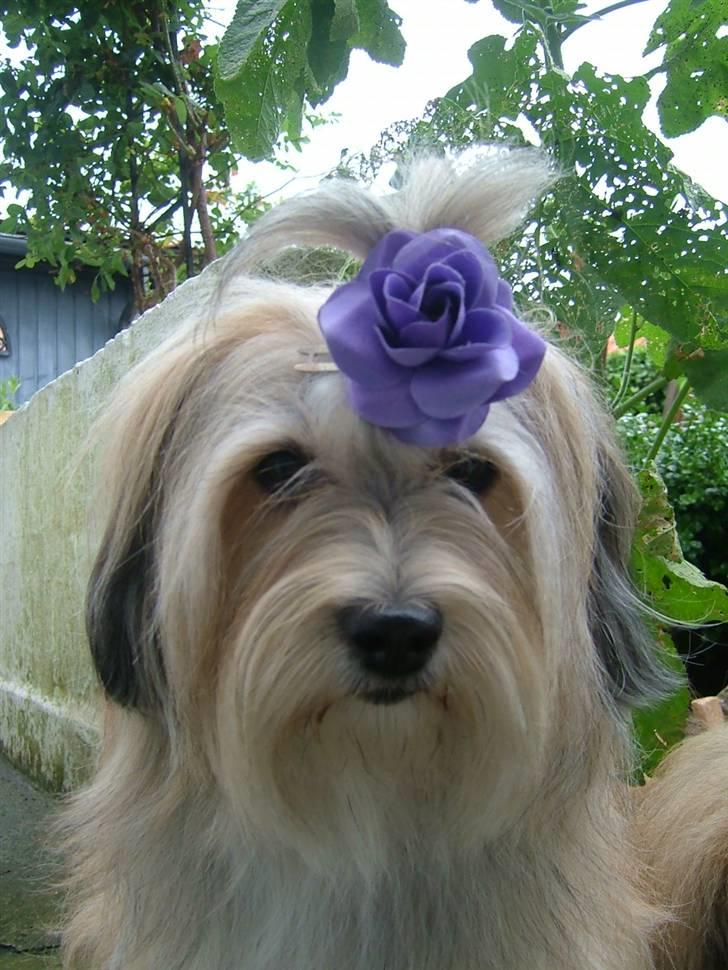 Bichon havanais Gucci - Gucci 2 år billede 1