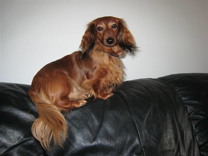 Miniature gravhund Safir - Her oppe kan jeg overskue det hele. billede 1