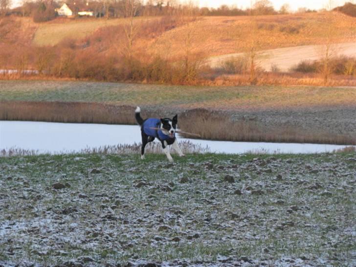 Border collie Rally billede 11
