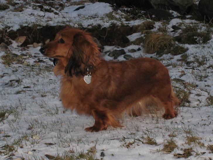 Miniature gravhund Safir billede 2