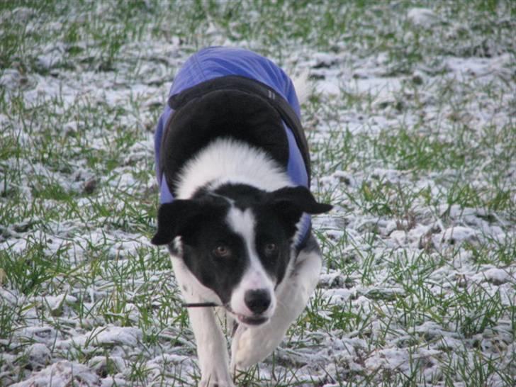 Border collie Rally billede 12