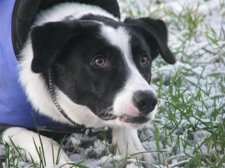 Border collie Rally billede 13