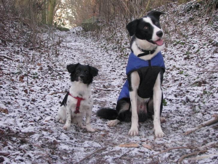 Border collie Rally billede 14
