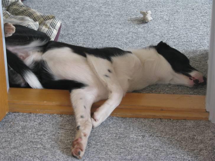 Border collie Rally billede 15