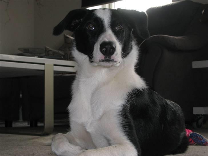 Border collie Rally billede 16