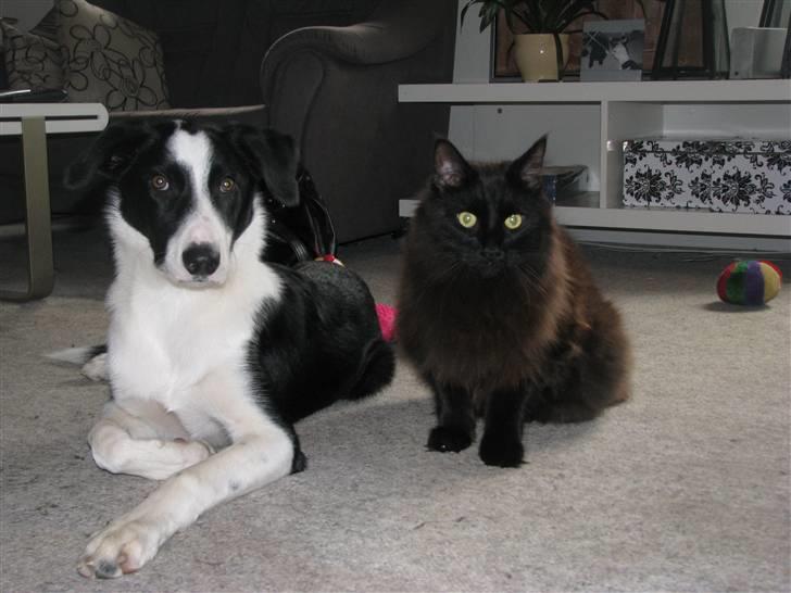 Border collie Rally billede 17