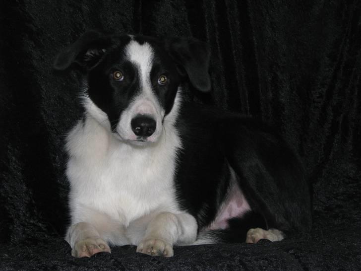 Border collie Rally billede 18