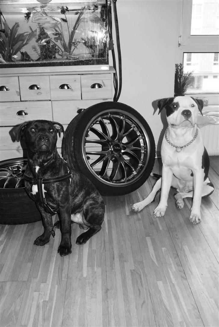 Blanding af racer Kessler billede 18