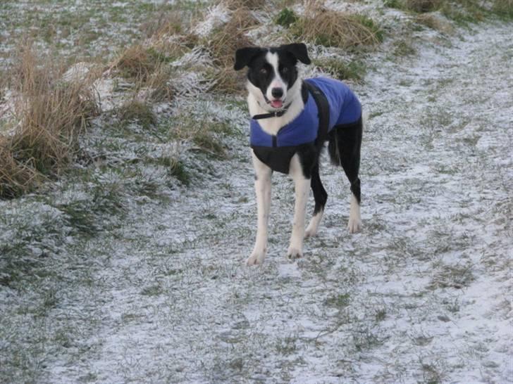 Border collie Rally billede 19