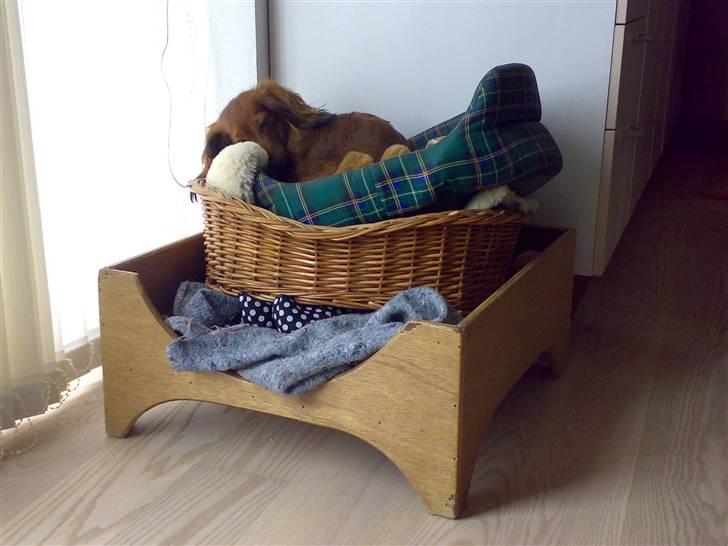 Miniature gravhund Safir - Prinsessen på ærten billede 3