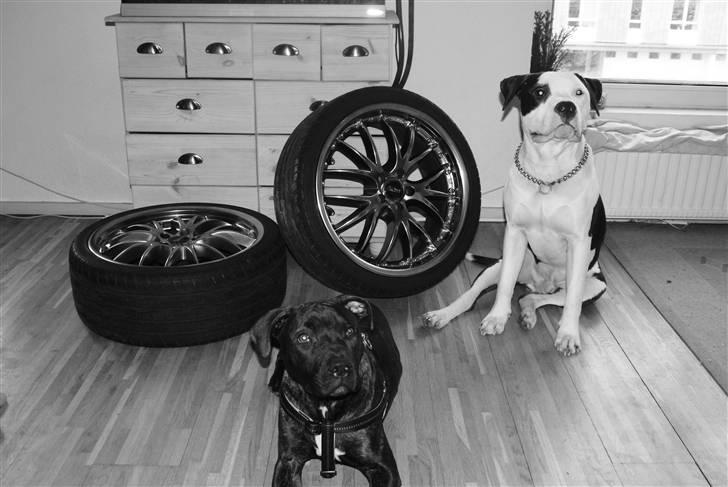 Blanding af racer Kessler billede 19