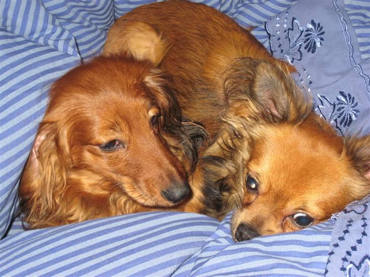 Miniature gravhund Safir - Kan han ikke snart falde i søvn, så jeg kan få lidt ro billede 4