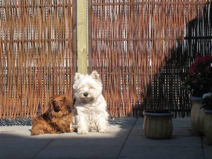 Miniature gravhund Safir - Endnu en af mine mange legekammerater billede 5