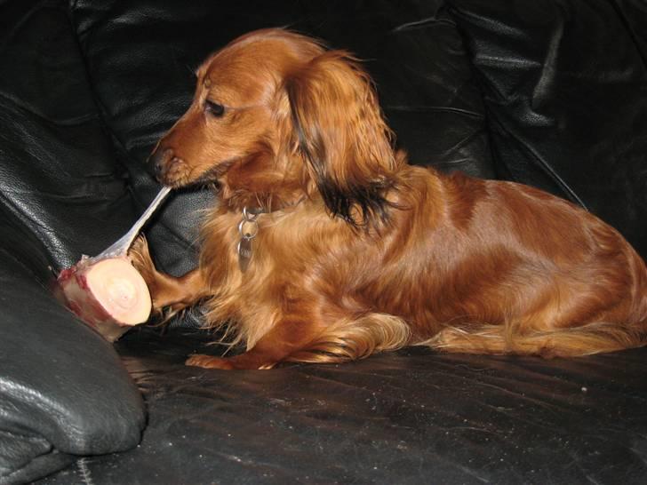 Miniature gravhund Safir - Uhhmmm, fred til at nyde mit ben billede 6