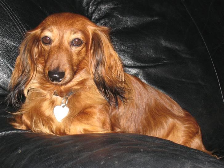 Miniature gravhund Safir billede 7