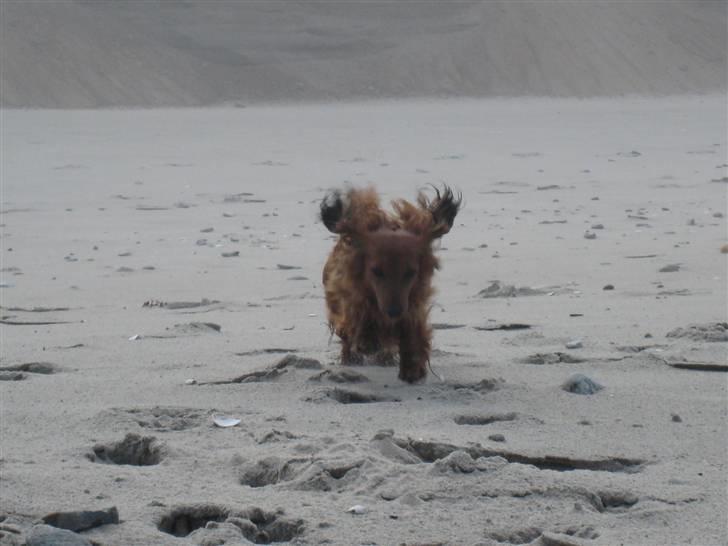 Miniature gravhund Safir - Skal lige ha´ luftet ørerne billede 8