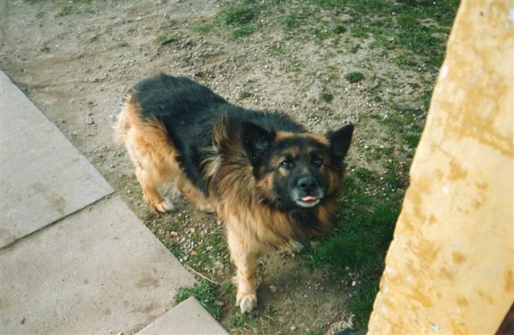 Schæferhund Bjørn *R.I.P* billede 1