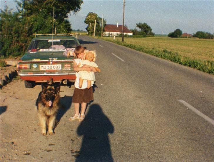 Schæferhund Bjørn *R.I.P* billede 2