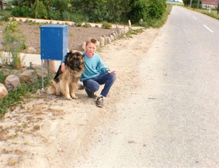 Schæferhund Bjørn *R.I.P* billede 3