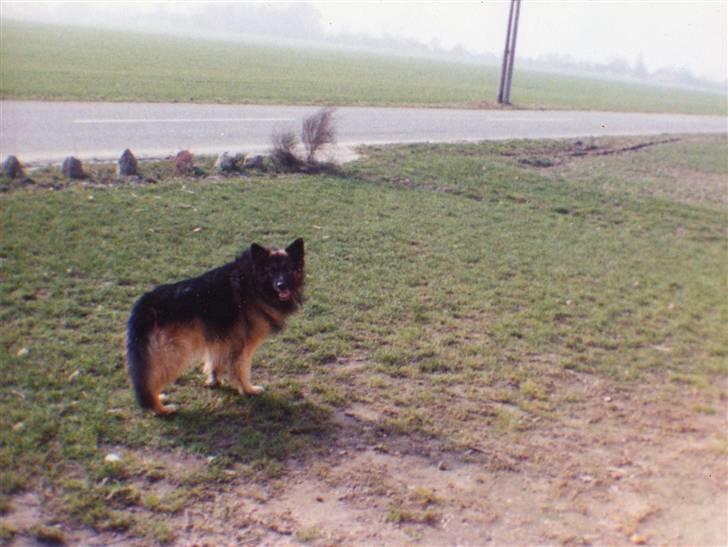 Schæferhund Bjørn *R.I.P* billede 4