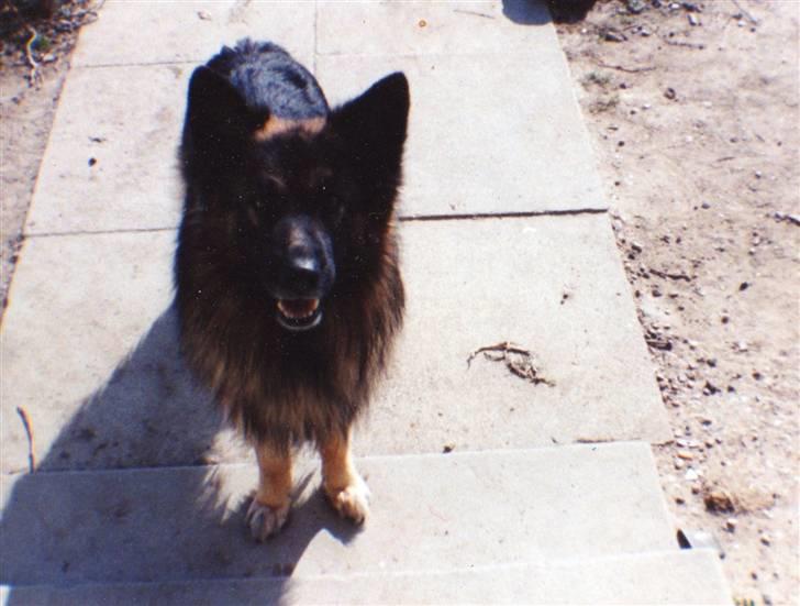 Schæferhund Bjørn *R.I.P* billede 5