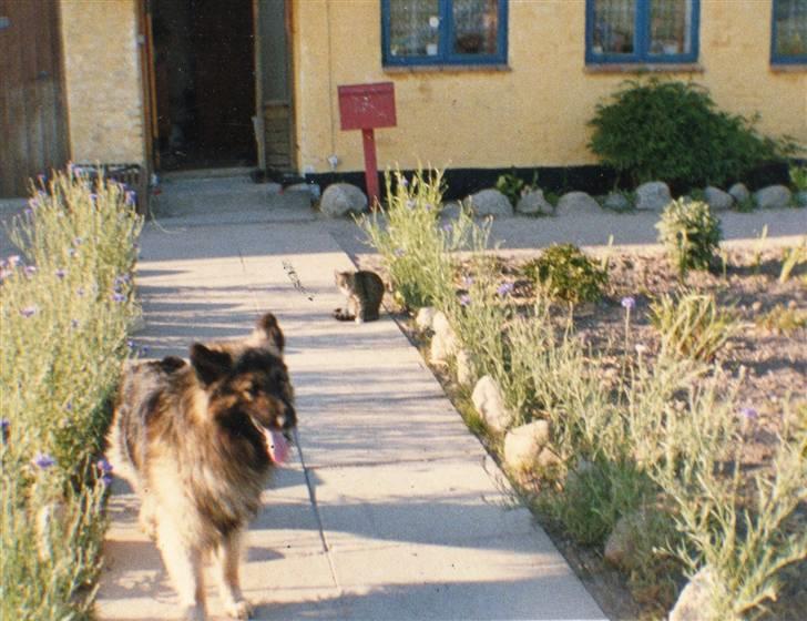 Schæferhund Bjørn *R.I.P* billede 6