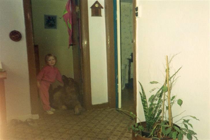 Schæferhund Bjørn *R.I.P* billede 7